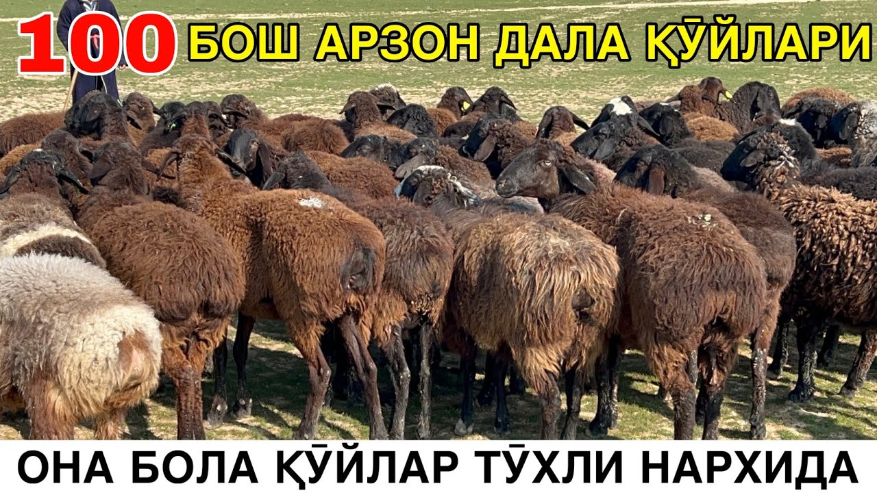 ҚӮЙ НАРХЛАРИ СИНДИ. ☎️+998 77 003 13 95