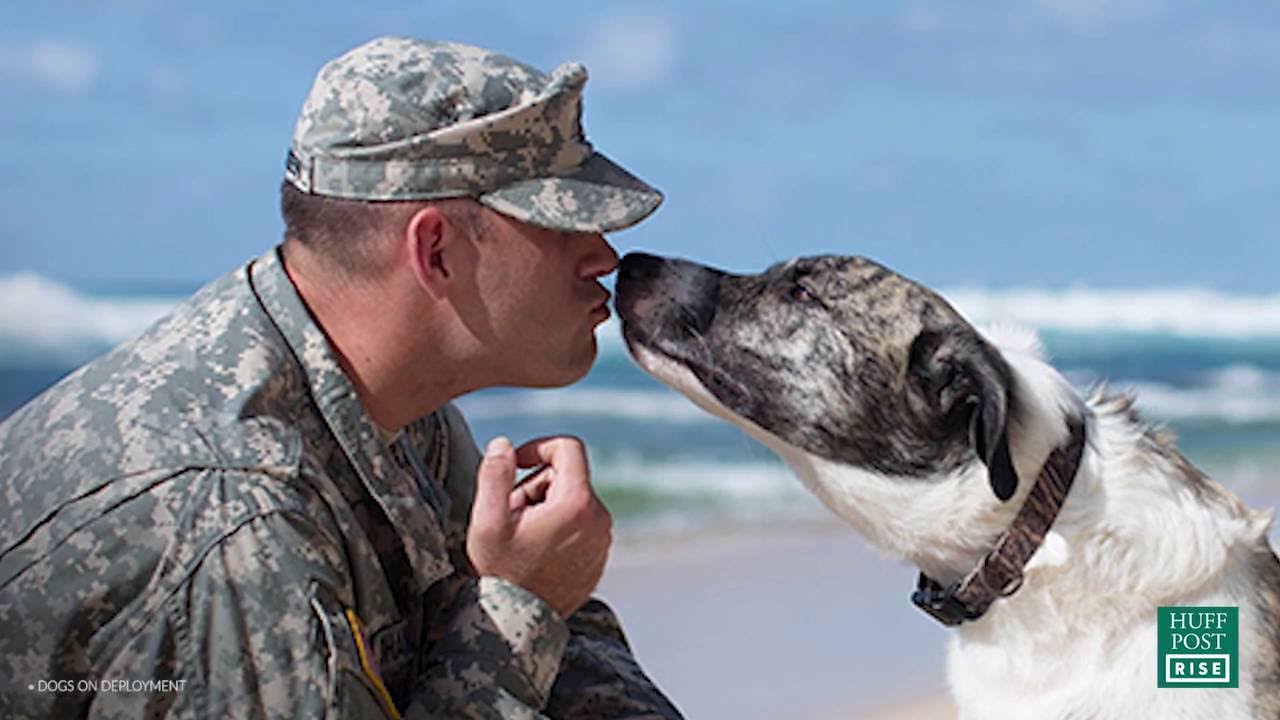 Dogs on Deployment Makes Sure No Pet Is Ever Left Behind