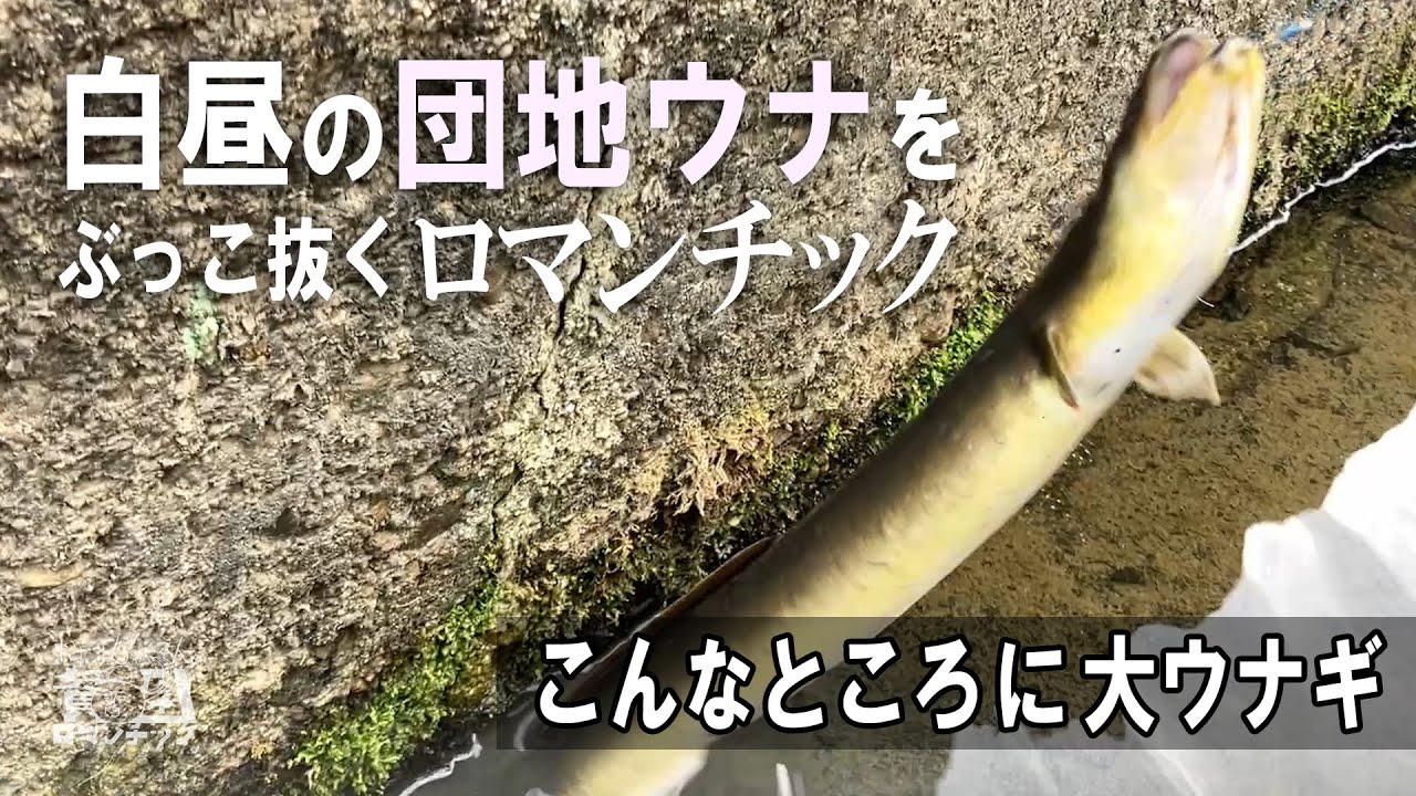 ウナギ穴釣り【住宅エリアに潜む天然うなぎを調査せよ！】こんなところに大ウナギ！貧乏系釣りユーチューバーのうなぎ釣りep.068
