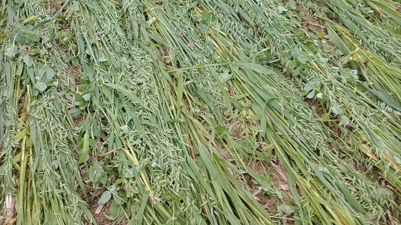 Ride Along with Jim Jacobs - Cover crop trials in organic soybeans