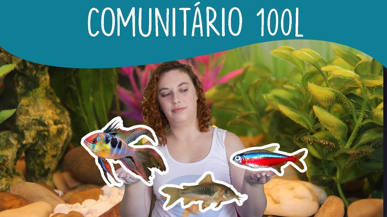 5 Espécies de Peixes compatíveis para aquário COMUNITÁRIO de 100 litros