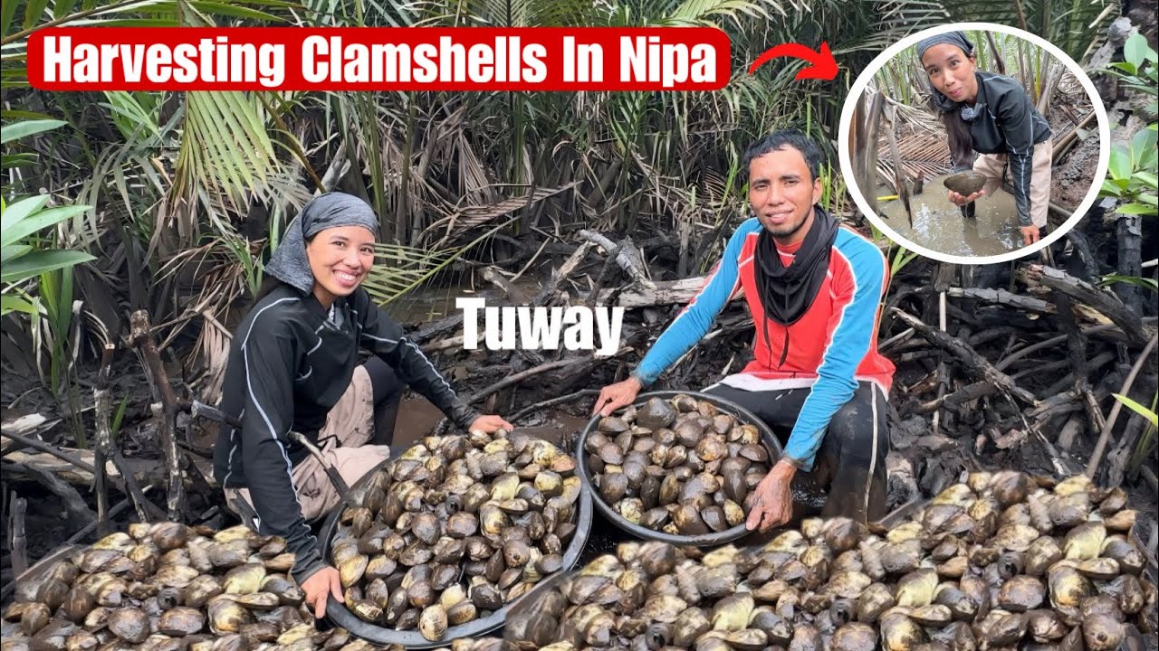 Harvesting Clam Shells In Nepa|Halos Pinulot Lang Sa Amin Sobrang Dami