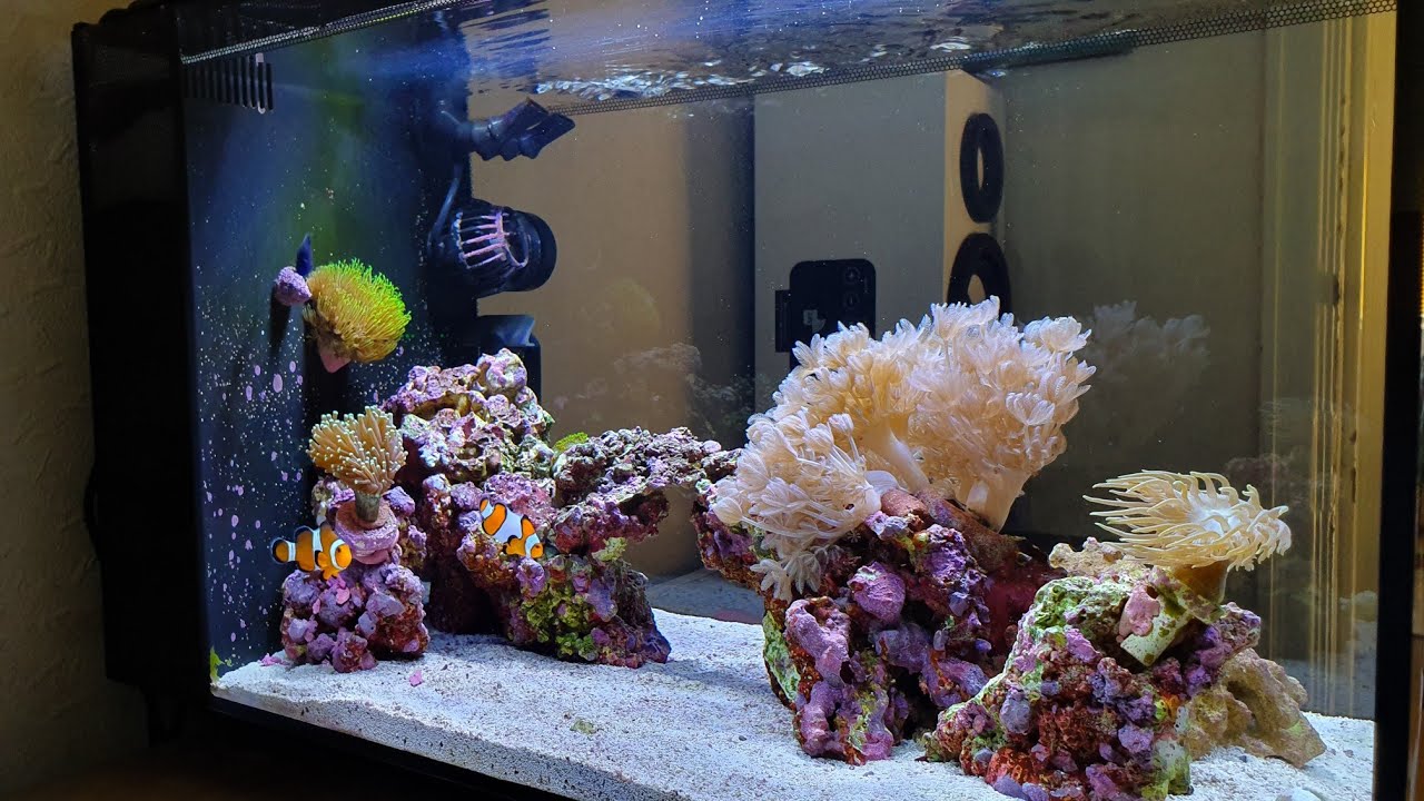 Stunning Nano Reef Tank LOW COST!!!!