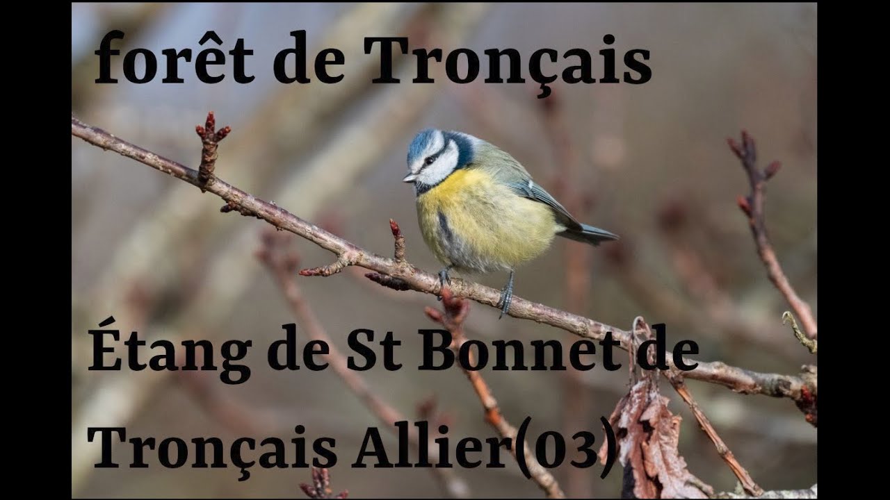Forêt de Tronçais, Étang de Saint Bonnet de Tronçais Allier (03) Mars 2021.