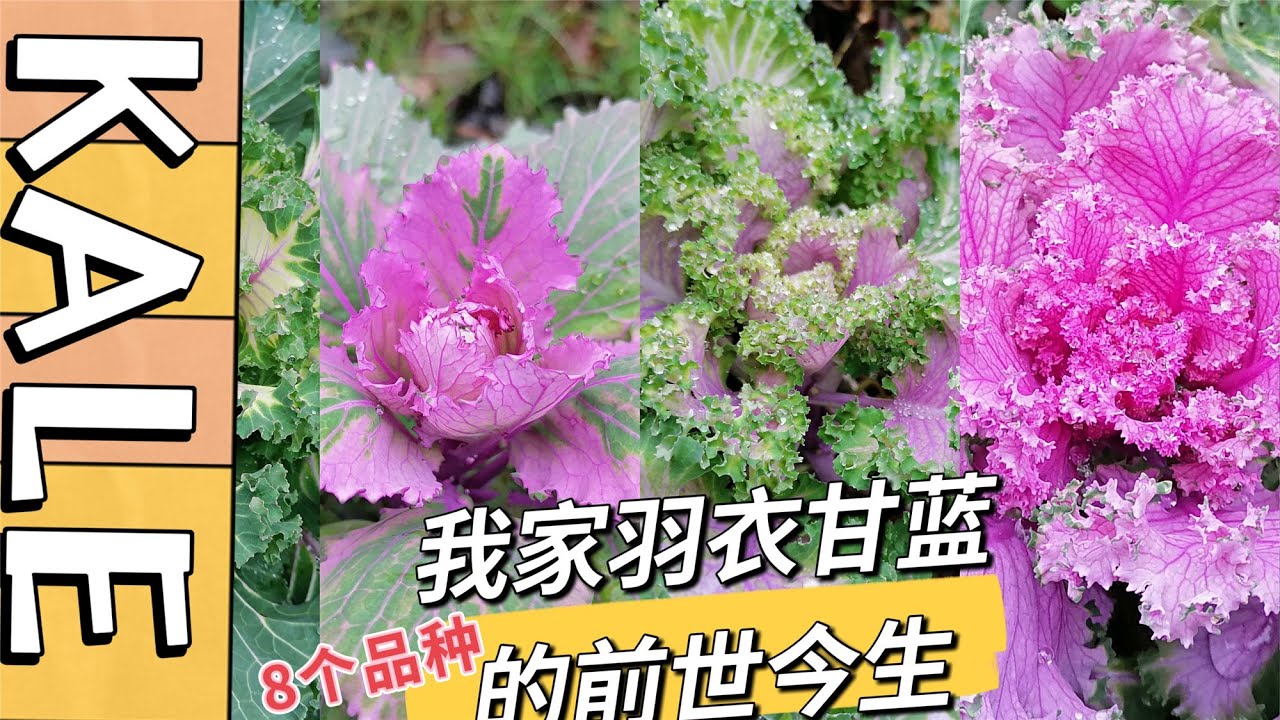 我家羽衣甘蓝的前世今生/种8个品种/食用品种/花卉品种