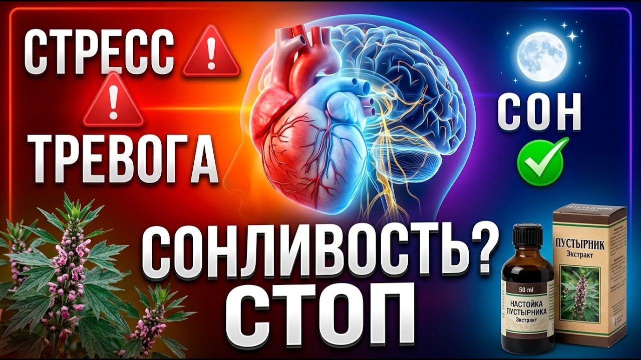 Пустырник: польза и вред после 50 - как принимать правильно нервы, сон, сердце, давление?