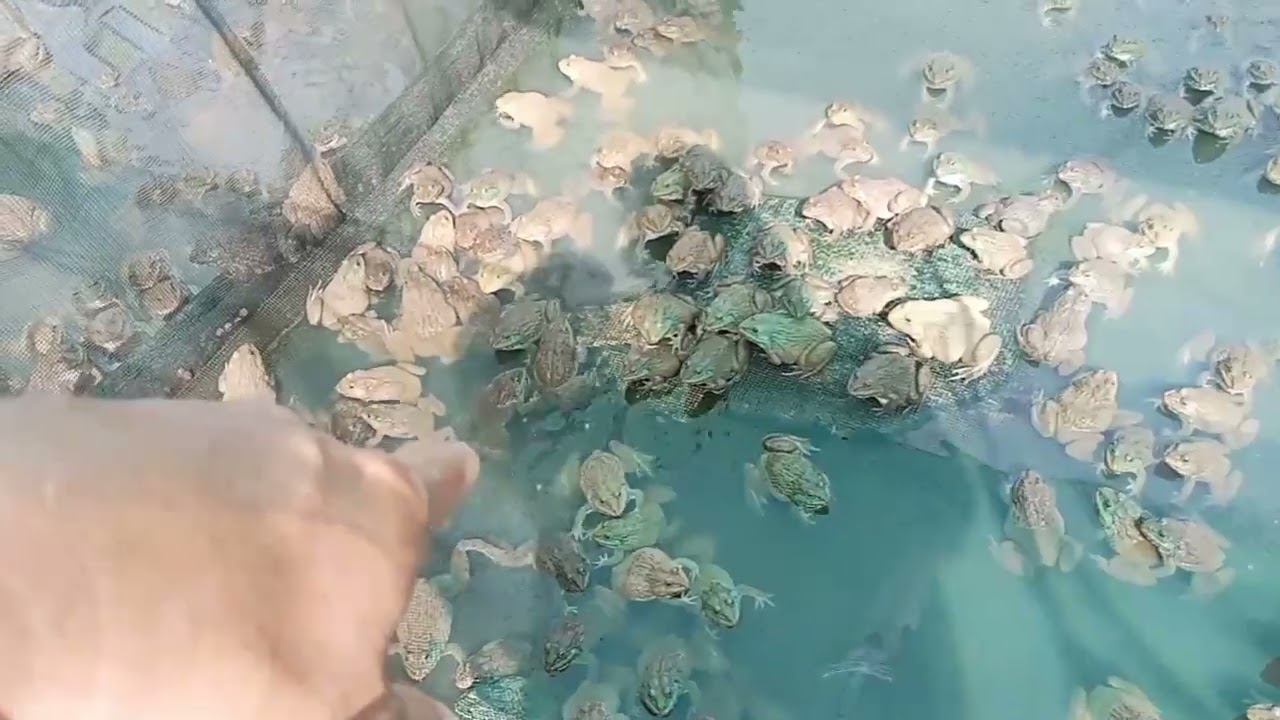 How to harvest frog in Cambodia - frog harvesting technology