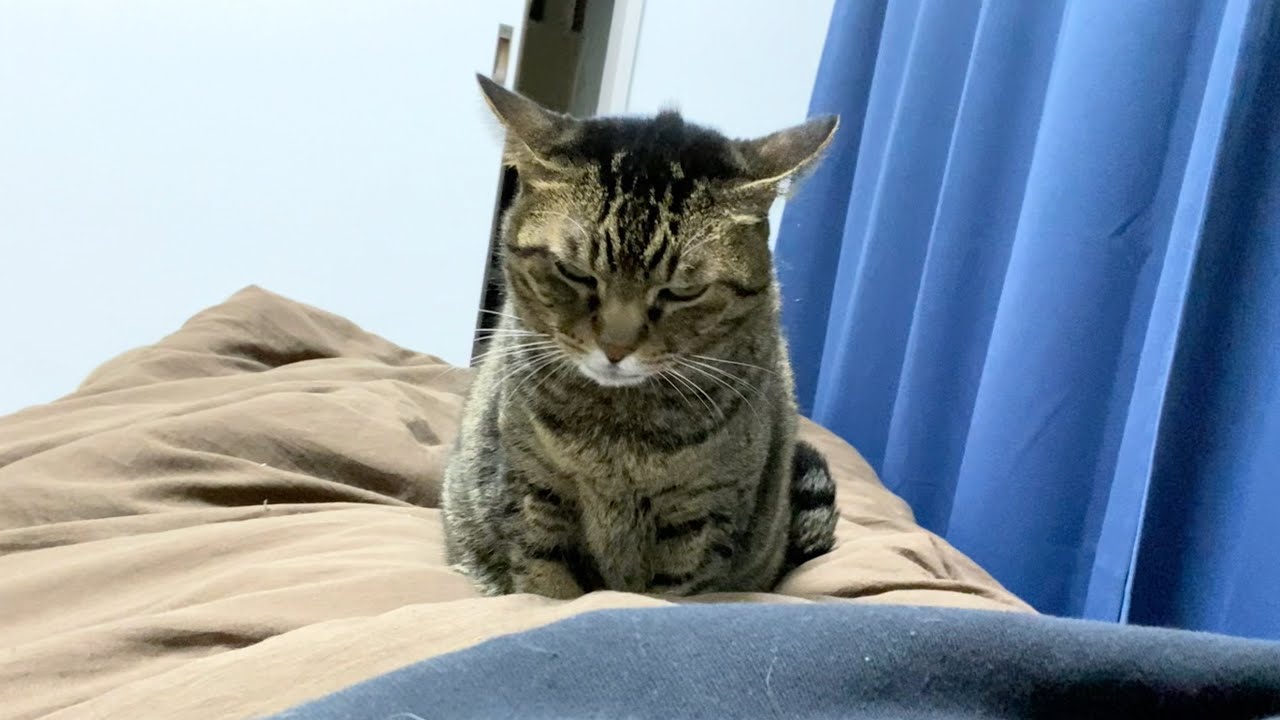 病み上がりの飼い主に厳しいてんちゃん...