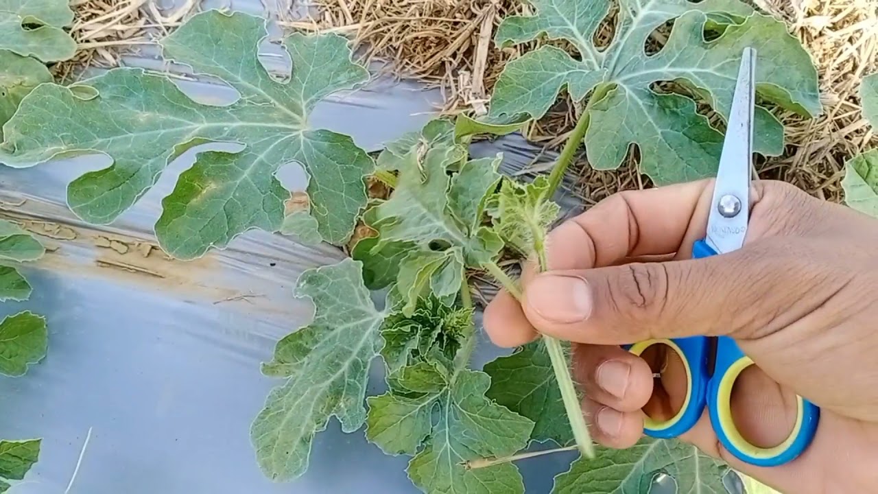 Mudahnya Budidaya Semangka Non Biji AMARA F1 dari Petani Sukses di Jono Oge, Palu