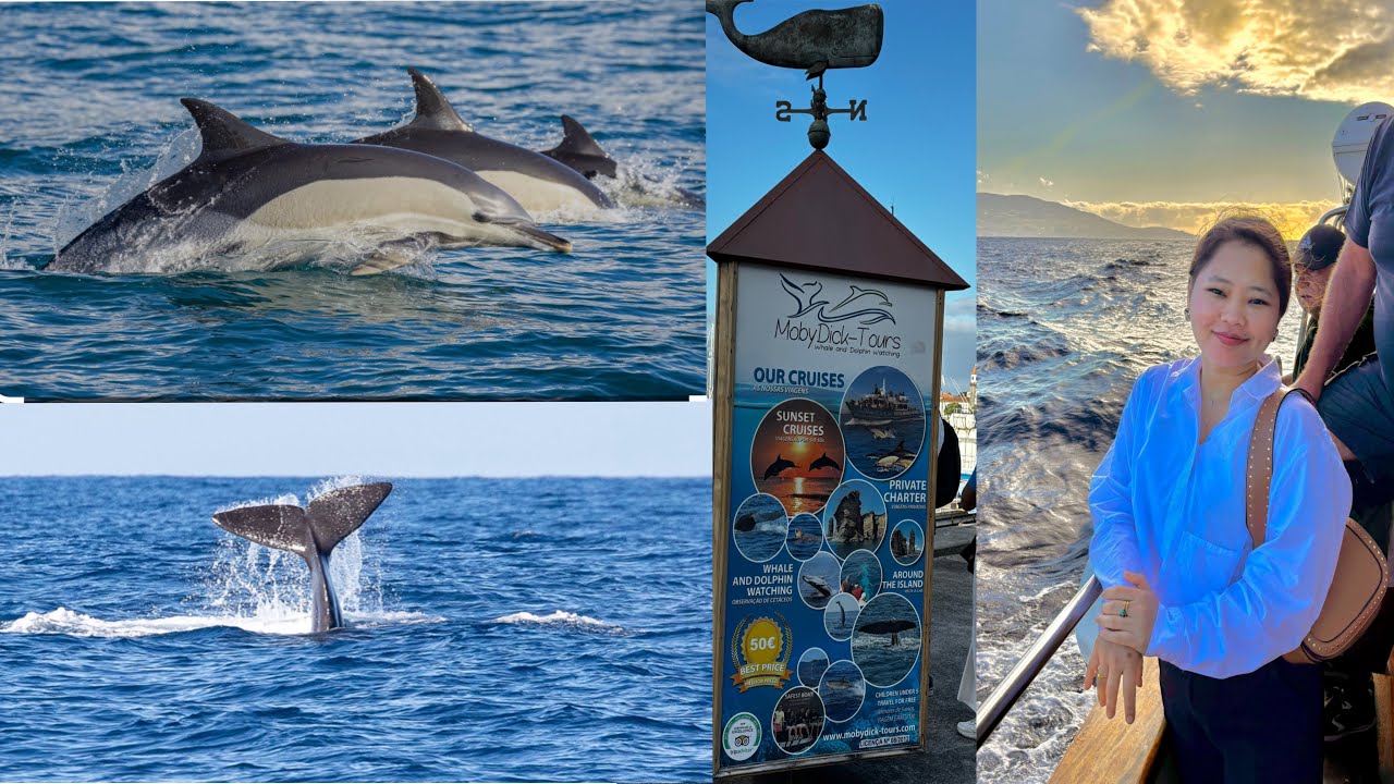 WHALE AND DOLPHIN WATCHING AROUND THE ISLAND/AÇORES🏝️ 🐬🐳