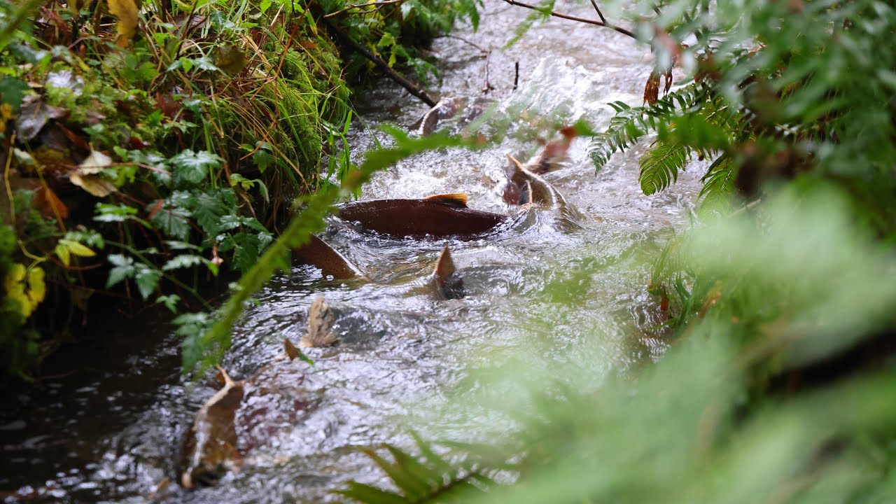We discovered a run of salmon in our woodland stream and had to make a video about it!