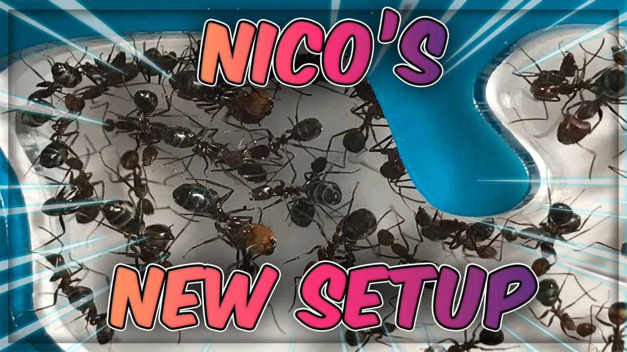 CAMPONOTUS NICOBARENSIS - NEW ANTS CANADA OUTWORLD + ANTBOYUK NEST 