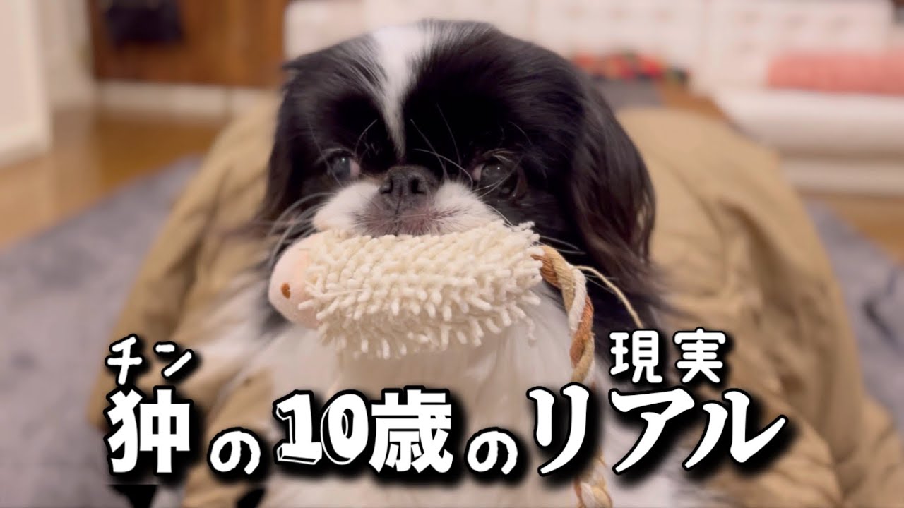 狆(チン)の10歳ってどんな感じ？心と体、生活の変化についてお伝えします。