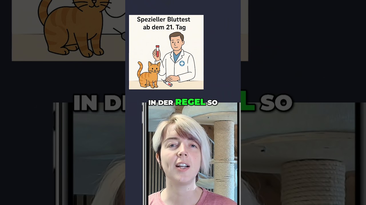 Katze schwanger? Diese Anzeichen verraten es!