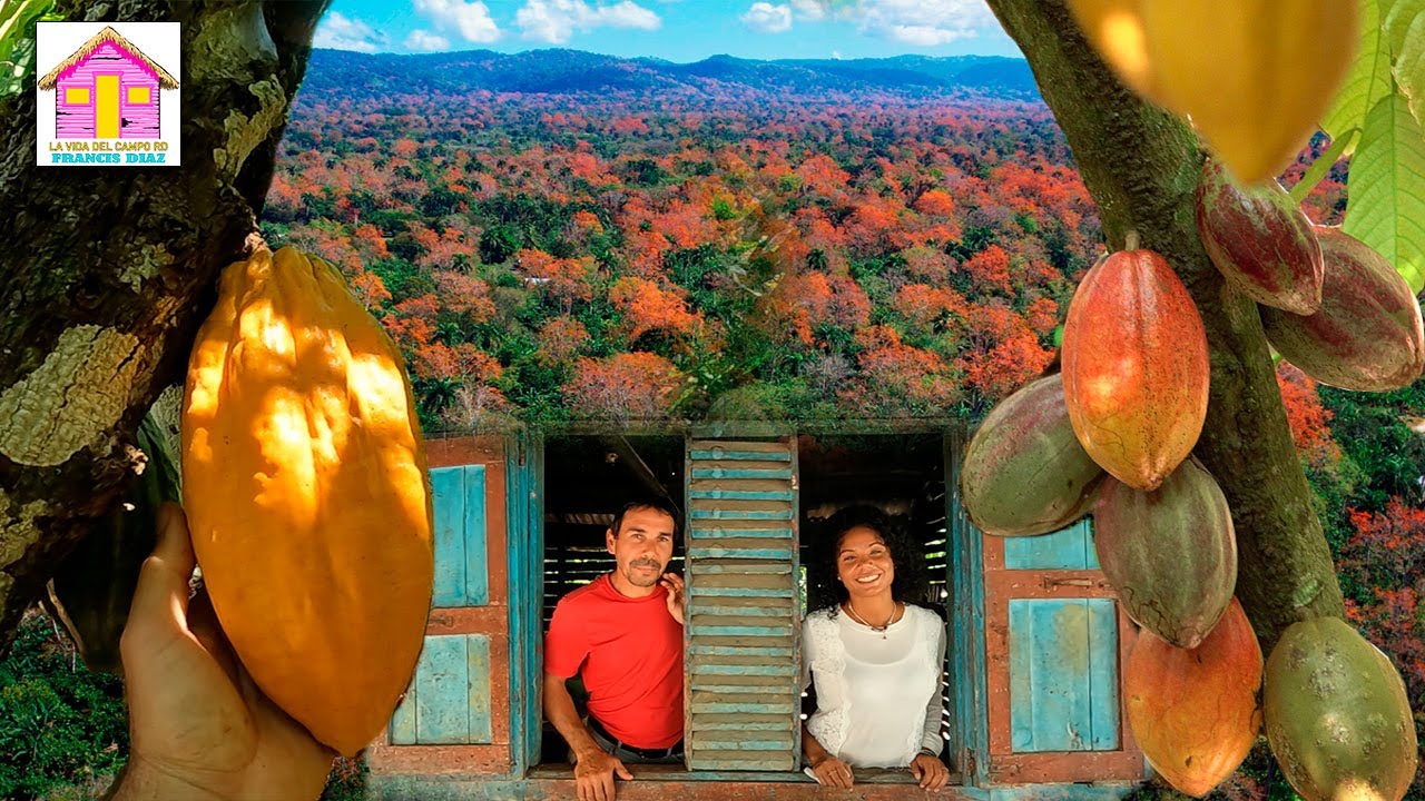 LA VIDA DEL CAMPO EN SAN FRANCISCO DE MACORIS.cacao y amapolas