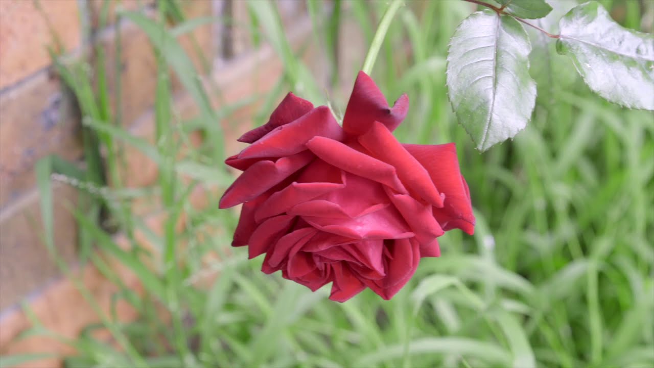 3 bedroom unit in Carnegie