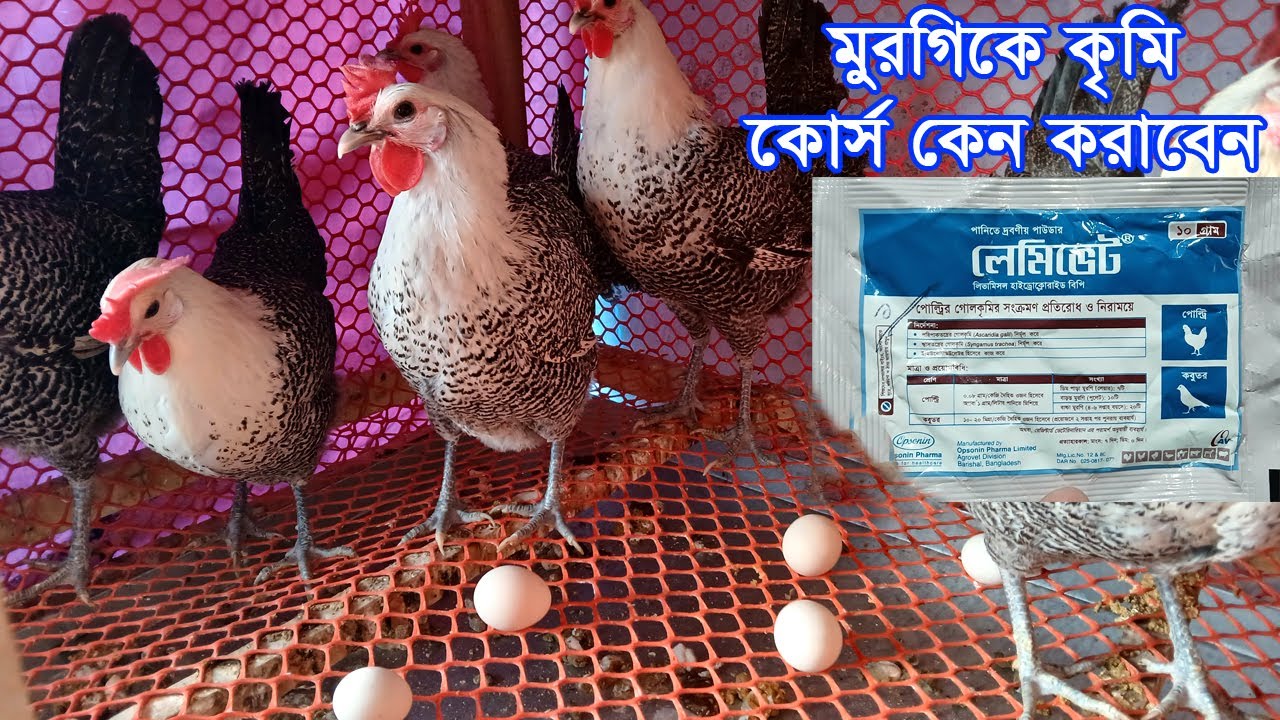 মুরগির কৃমির ওষুধ খাওয়ানোর সঠিক নিয়ম | কতদিন পর পর কৃমির ঔষধ খাওয়াতে হয় | ফাওমি মুরগি পালন পদ্ধতি