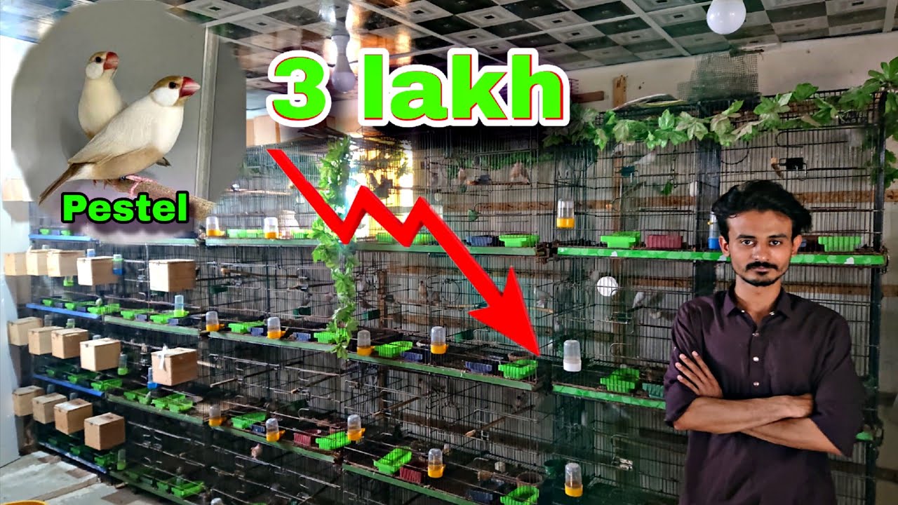 java sparrow rare mutation || pestel Purchase Done 😍 latest 2025