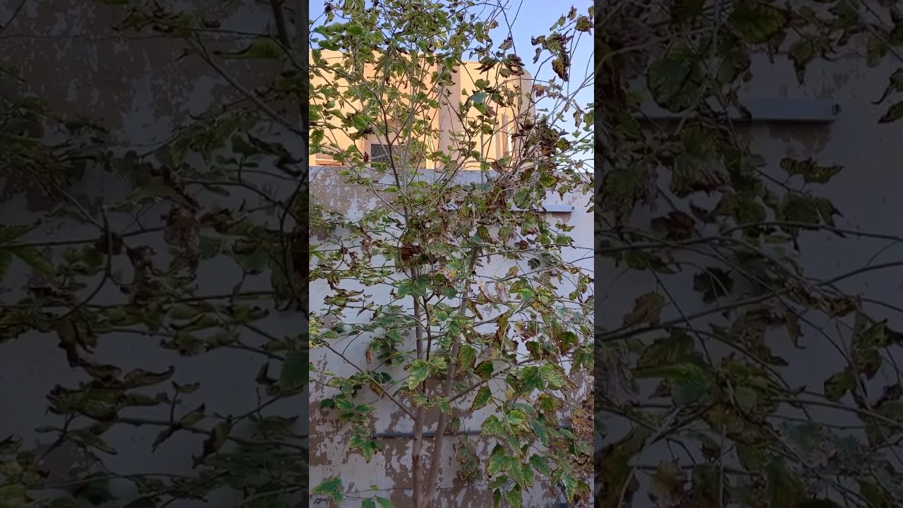 من إحدى طرق تقليم أشجار التوت ويقاس عليها تقليم التين