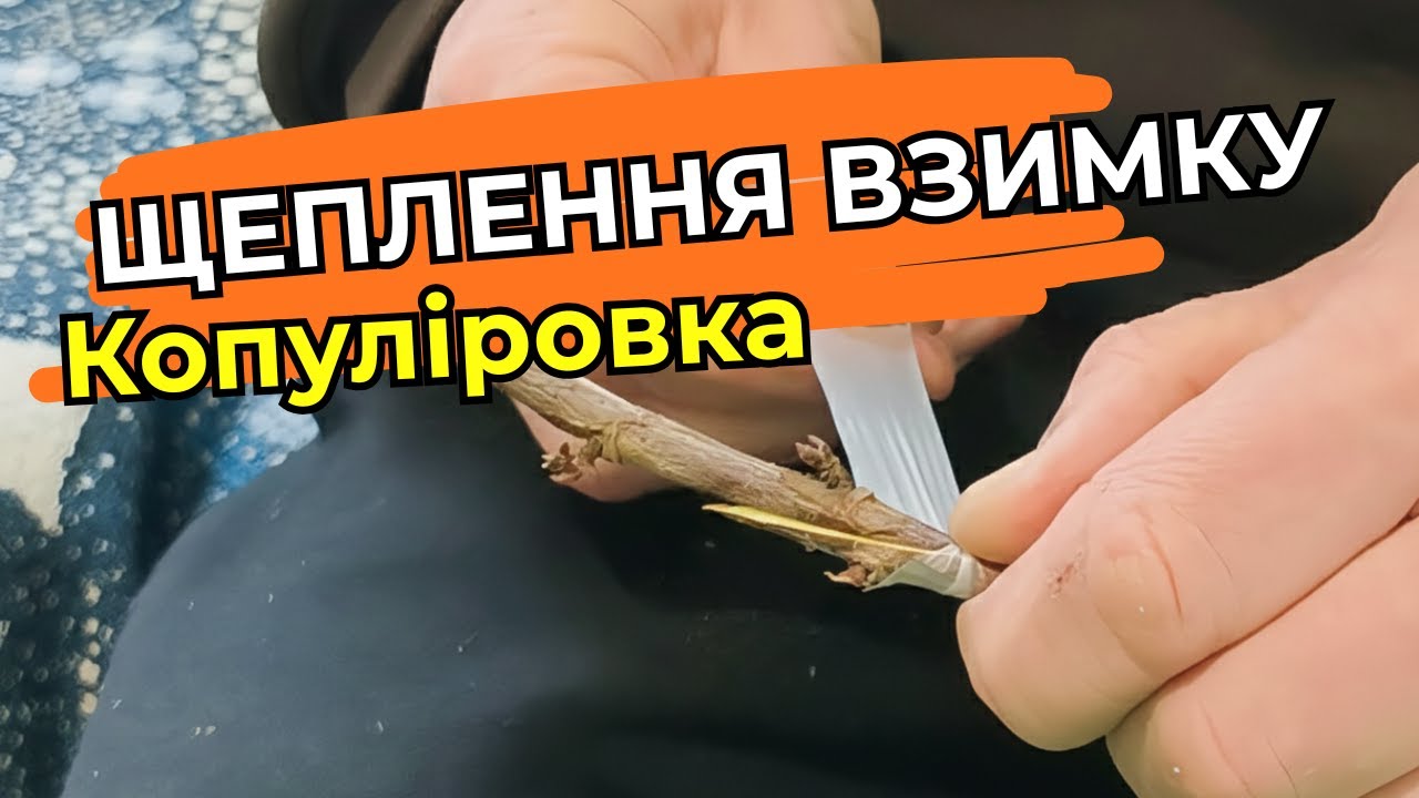 Копуліровка взимку: Висока приживлюваність, якщо робити ТАК!
