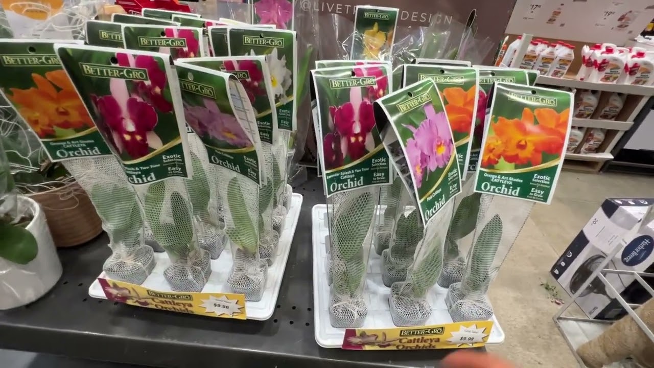 $9.98卡特兰 - 小苗