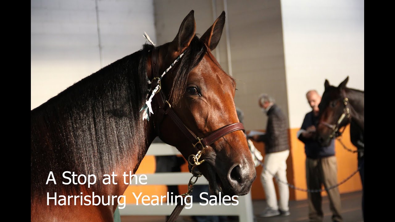 Harrisburg Standardbred Yearling Sale 2024/Pennsylvania