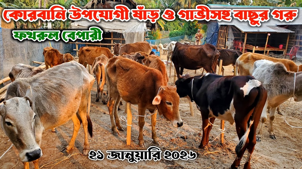 798- কোরবানি উপযোগী ষাঁড় গরু ও গাভীসহ বাছুর গরুর দা'ম জানুন | ২১ জানুয়ারি ২০২৬ | নগর বাংলা টিভি 