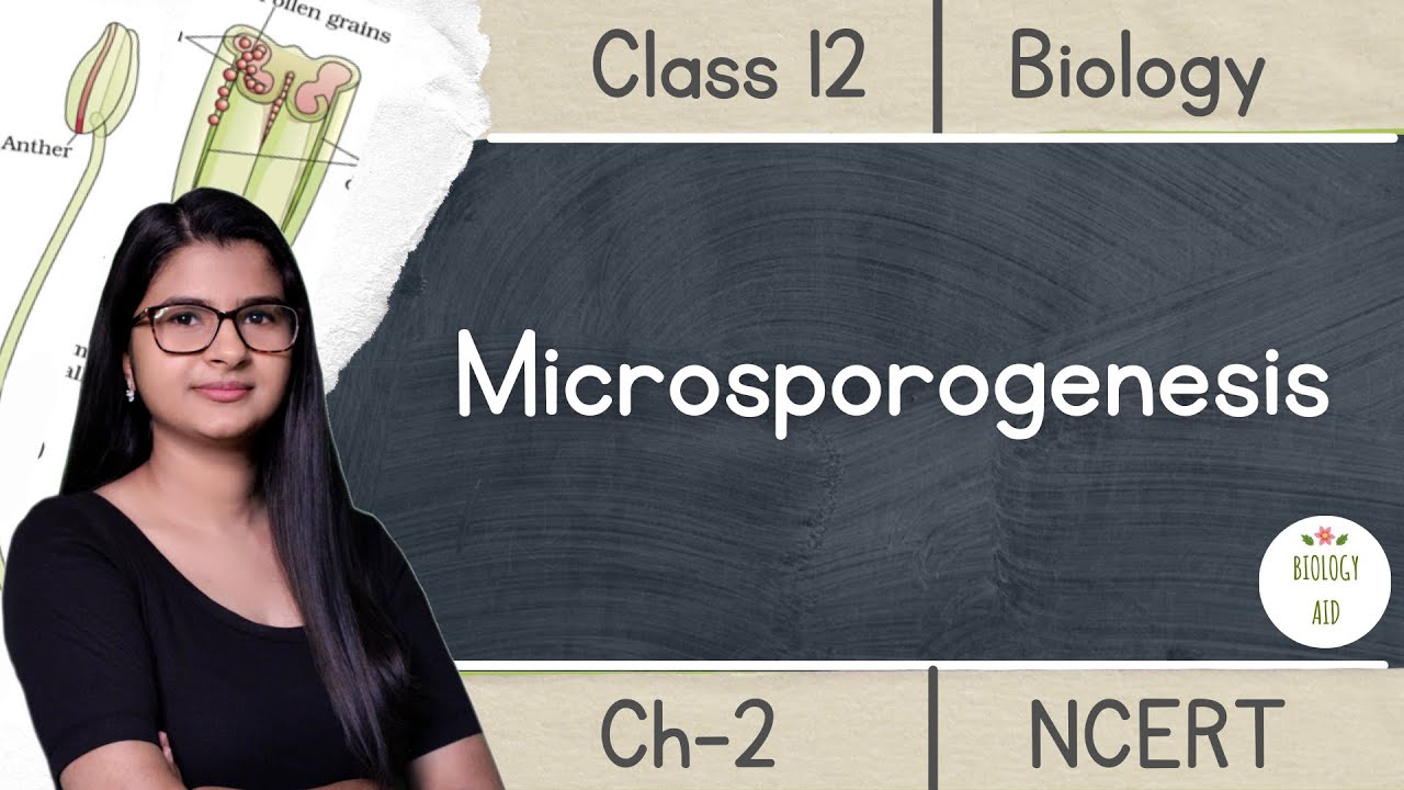 Class 12 || Microsporogenesis || NCERT (Hindi)