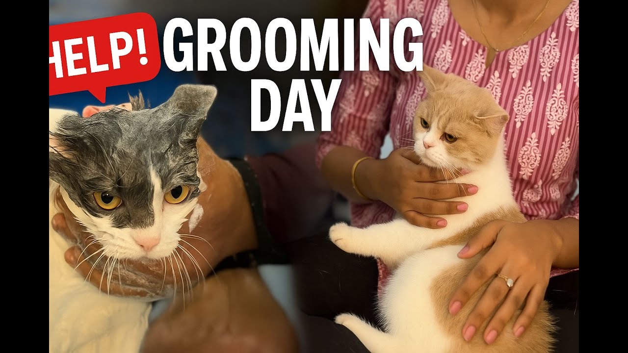 Coco & Zozo Ka Desi Grooming Day 😹 | Funny Cat Bath Reactions | Indian Pet Parents Relatable