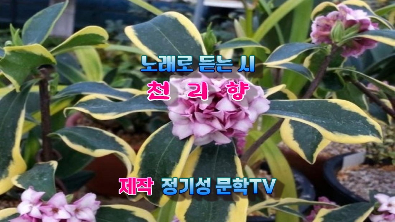 [정기성 문학TV] 천리향