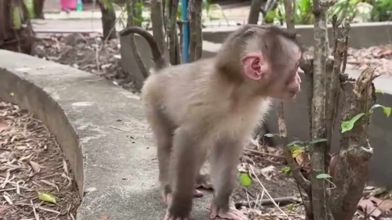 Funny Monkey Videos Ep62#lovely #cute #adorable #newborn #animals  #obedient #monkey#cat #duet