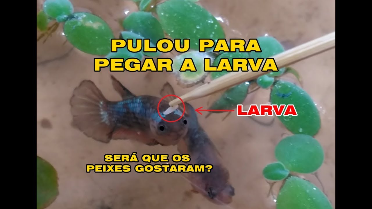 Como conseguir LARVAS para alimentar os Peixes