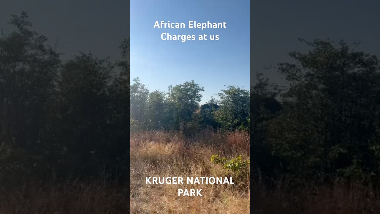 Elephant charge | KRUGER NATIONAL PARK 