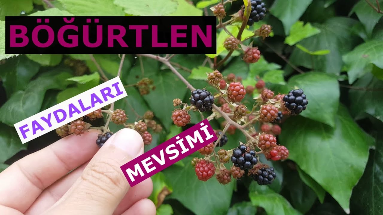 BÖĞÜRTLEN Meyvesinin Faydaları ve Toplanma Mevsimi // Benefits of Blackberry and Picking Season