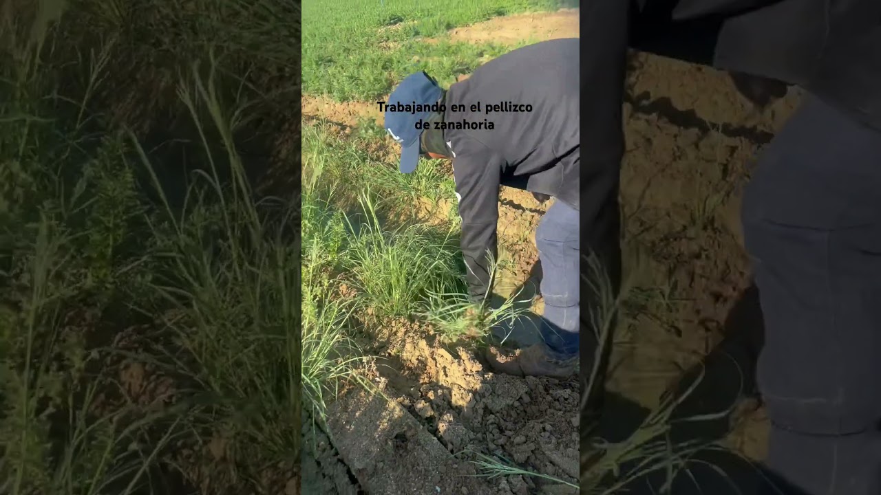 Trabajando en el pellizco de zanahoria #sigueme #trabajousa #trabajando #agriculture #sue&ntilde;oamericano