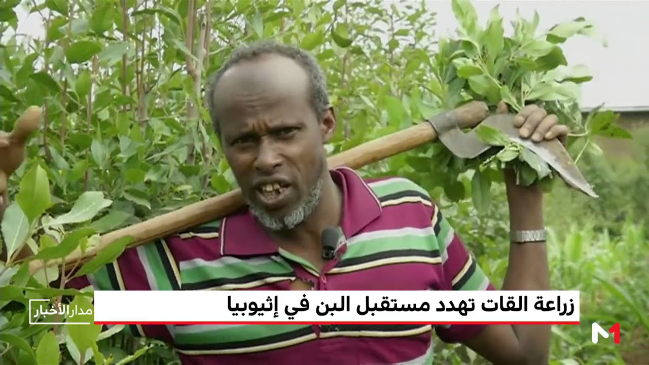 زراعة القات تهدد مستقبل البن في إثيوبيا