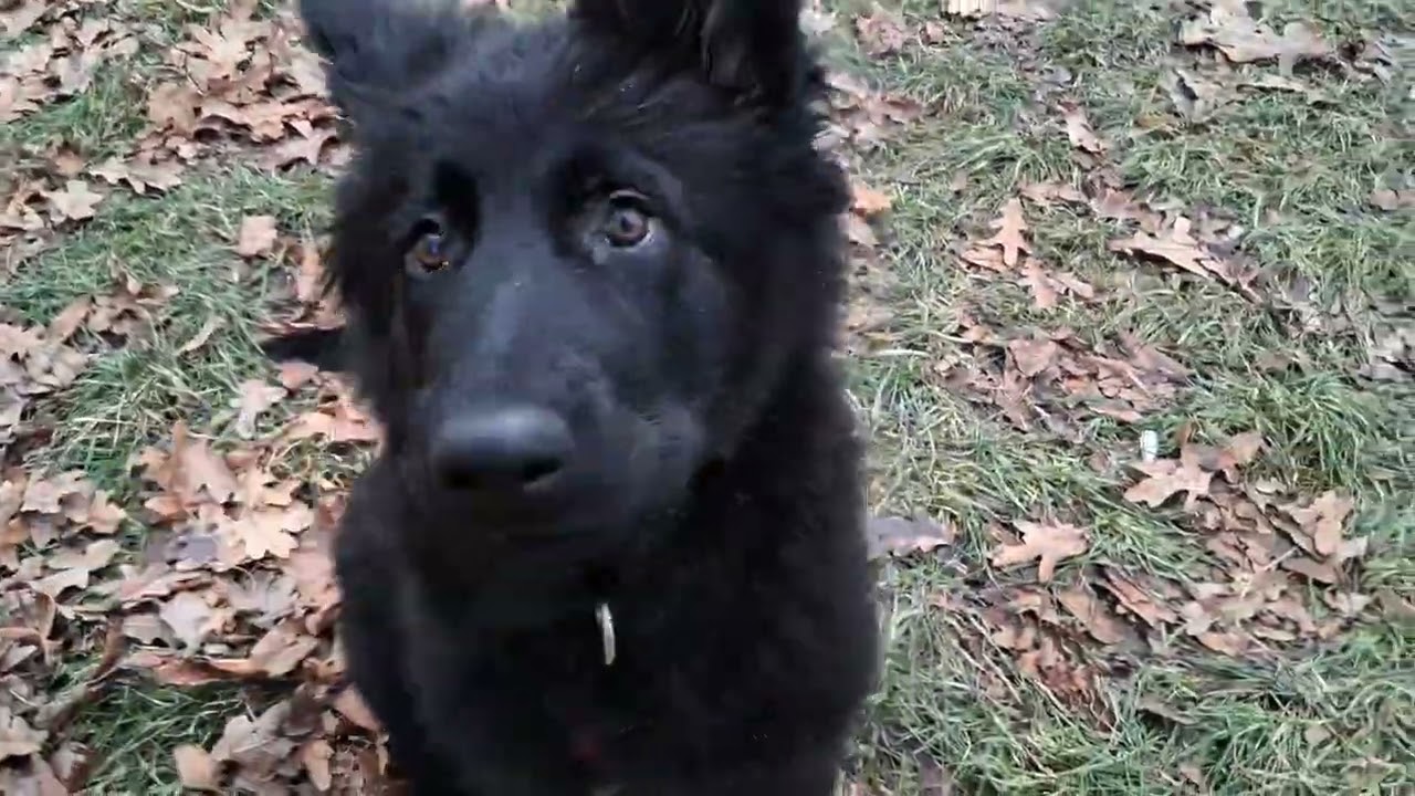 Dorcas 13,5 tygodnia