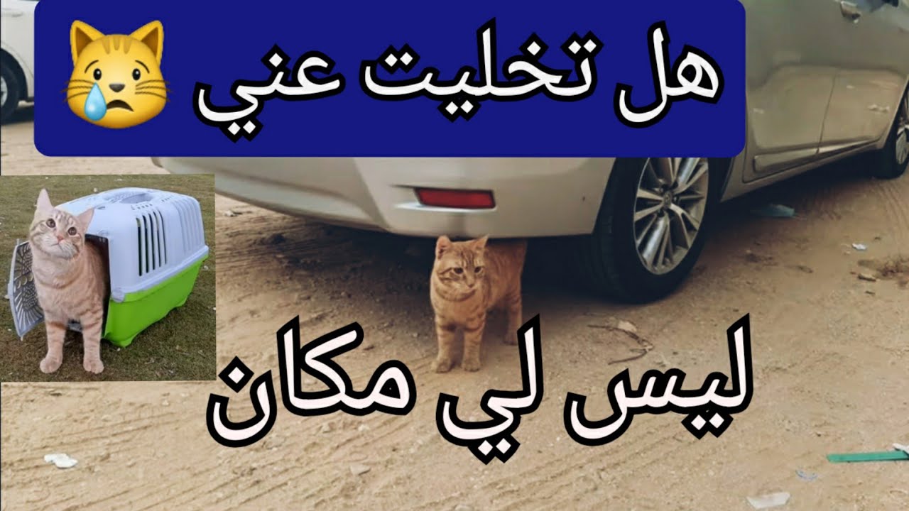 روميو خرج للشارع وكانت المفاجأة !!!