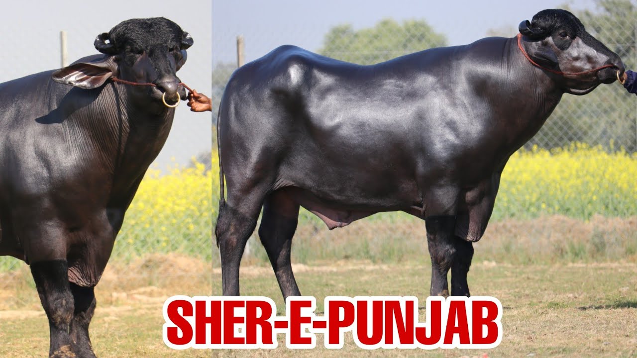 हर एक रिकॉर्ड बेहतरीन - शेरे पंजाब || HSB Semen Station (Hisar) Haryana