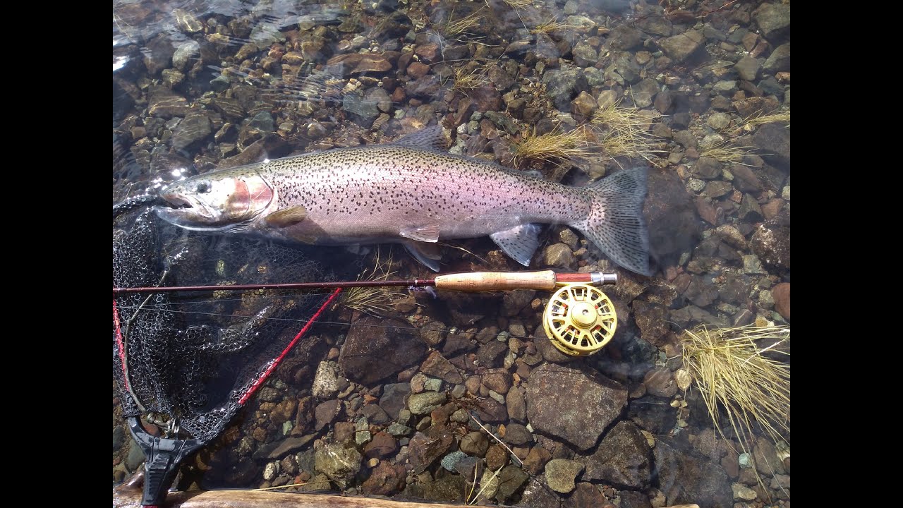 Redington PATH 8wt STEELHEAD LAKE FISHING.