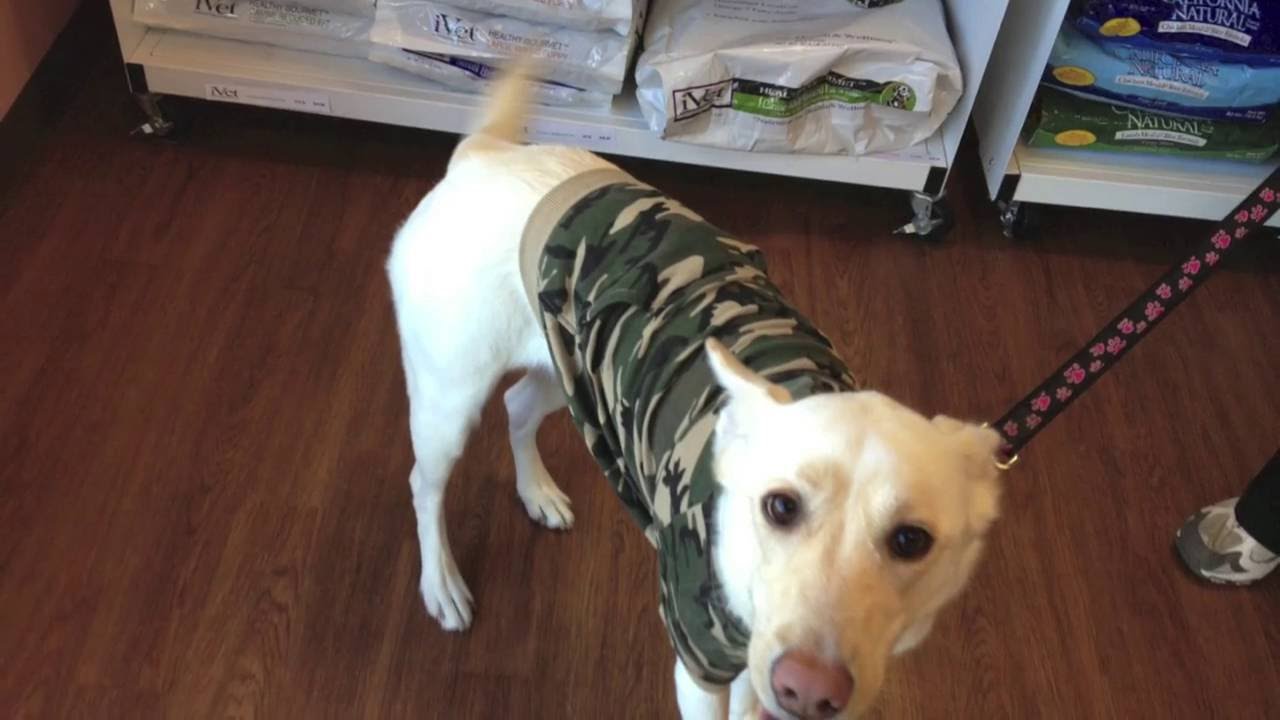 Advanced Pet Care 2013 Fashion Line