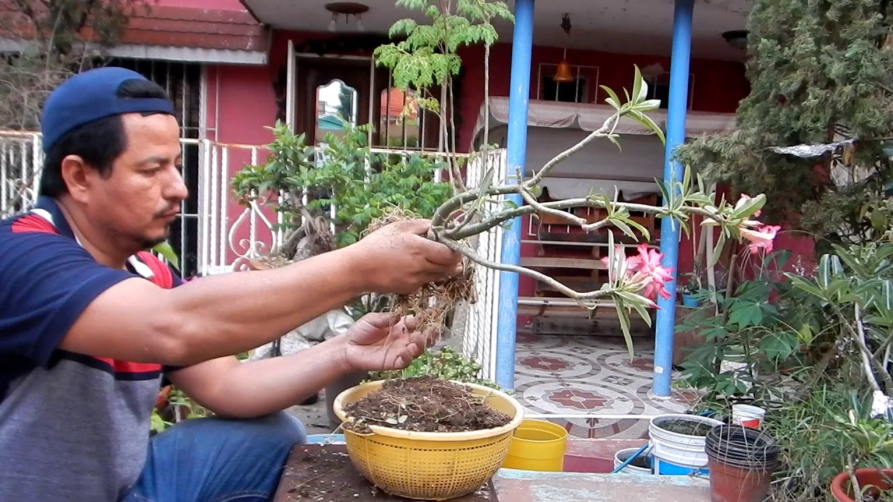 revisando raices en jardin adenium