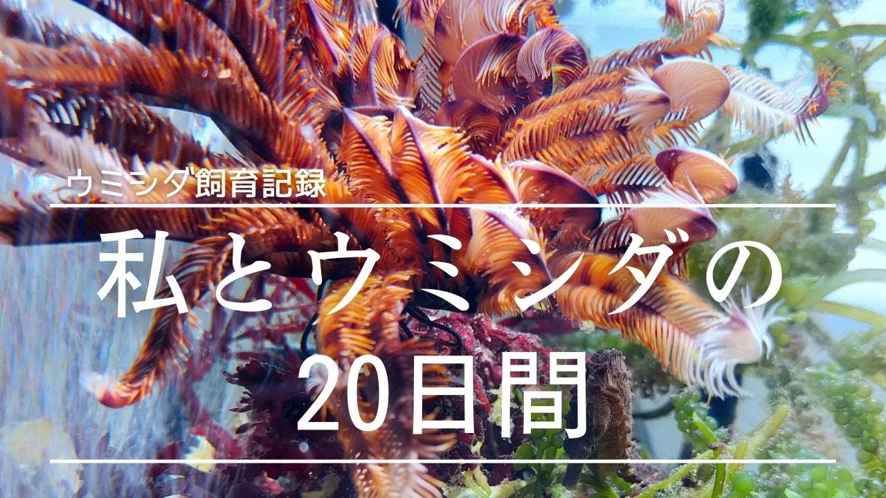 ウミシダ飼育20日間