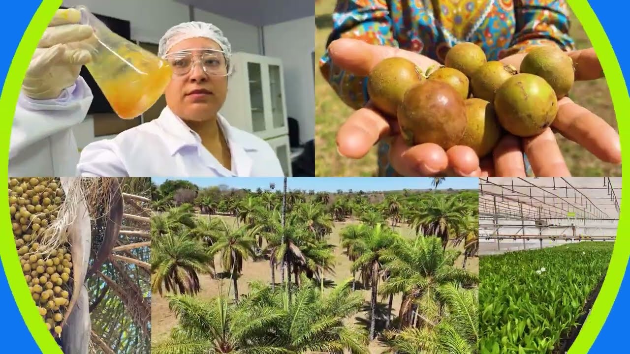 Macaúba: o fruto que deve revolucionar o futuro