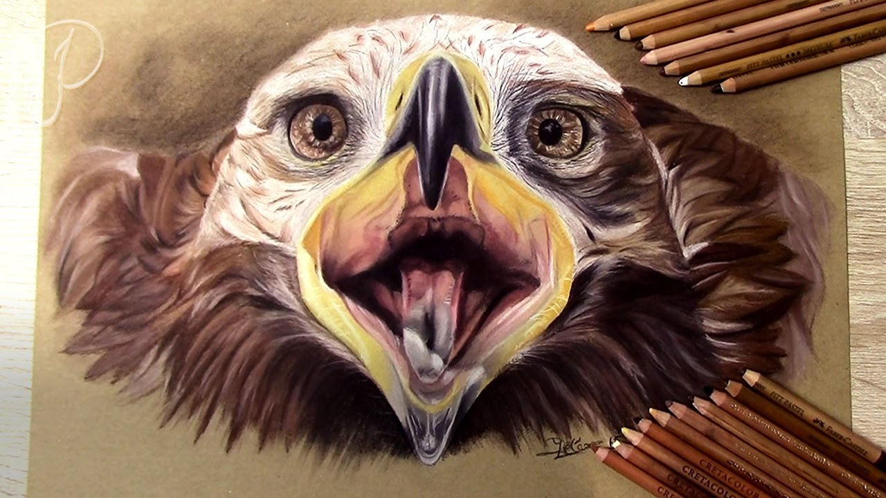 Realistic Golden Eagle | Bird of Prey  {Realistic Animal Pastel Drawing Painting}