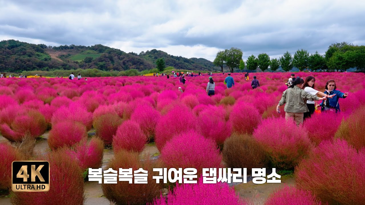 🇰🇷 Осеннее путешествие 🍁 | Красный сад кохии в Йончхоне | Lovely Korea 4K Walk