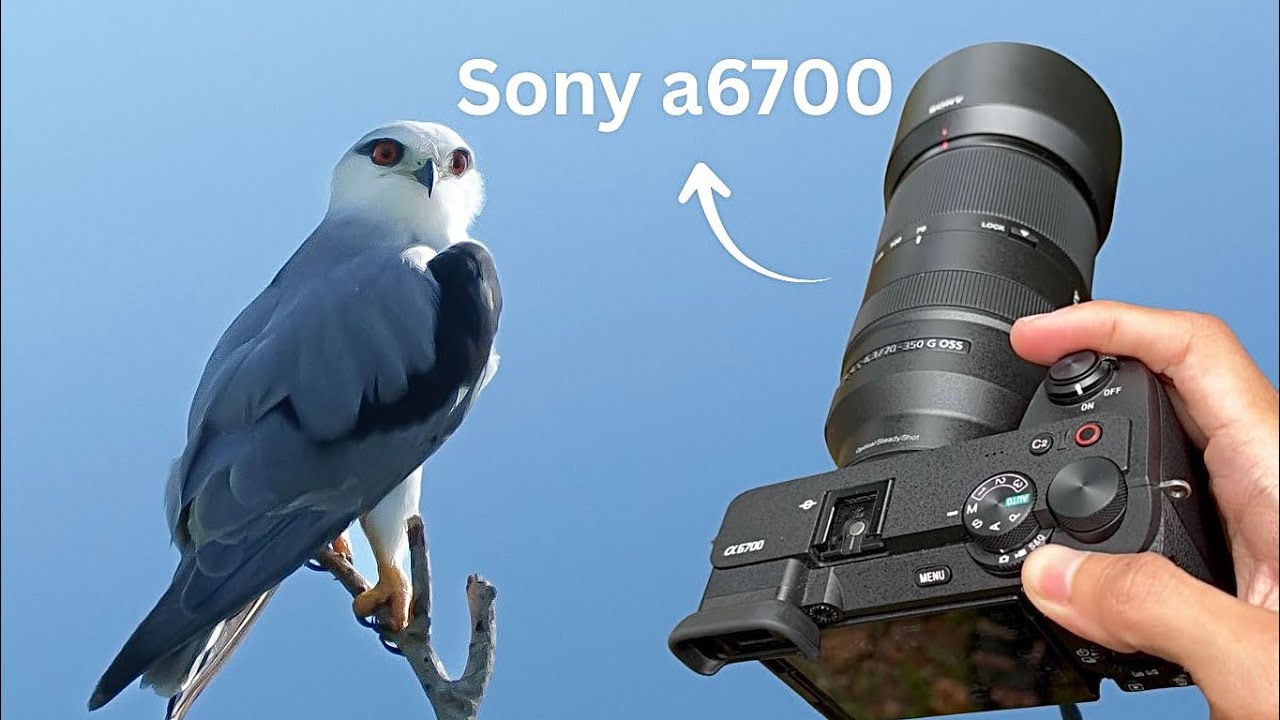 Sony a6700 + E 70-350 f4.5-6.3 G OSS | 4K Video Bird Photography #sonya6700