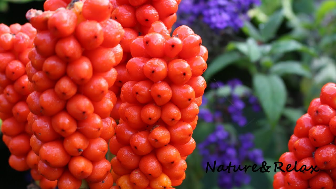 Aronstab (Arum) Flower  ✔