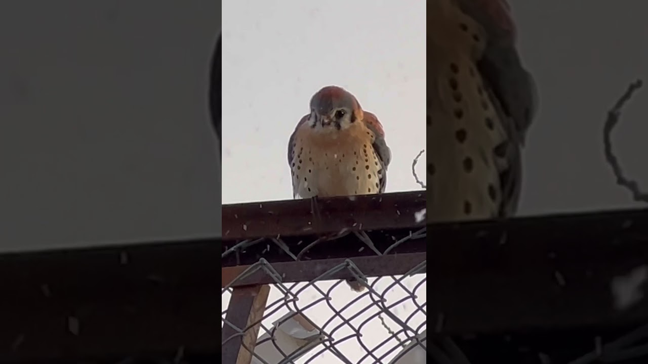 American kestrel #falconry #kestrel #falcon #benwoodrufffalconry #birds #animals #wildlife #nature