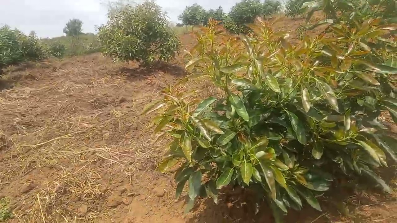 AVOCADO FARMING IN NAROK 